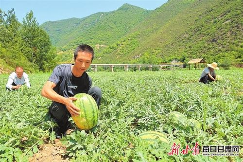 康县寺台镇发展种植西瓜 中药材等特色产业 助农增收
