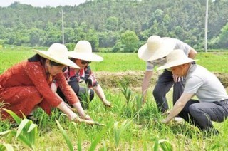 江西景德镇昌江区建立52亩中药材种植基地