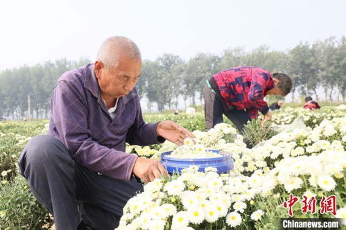 河北南宫万亩菊花盛开助农增收凤凰网河北 凤凰网